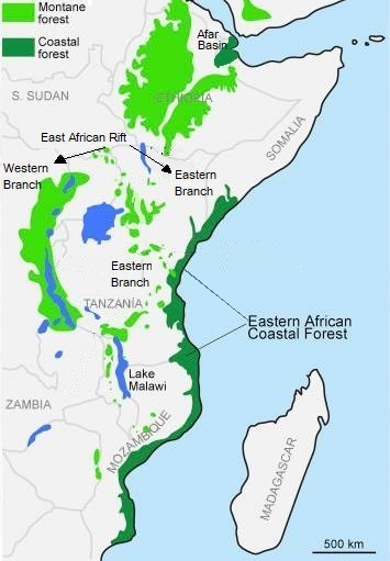 Oost Afrikaanse kustbossen